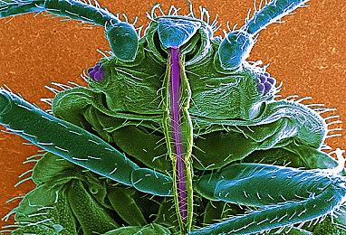 《诡野西部：终极版》公布 登陆PS5和Xbox Series